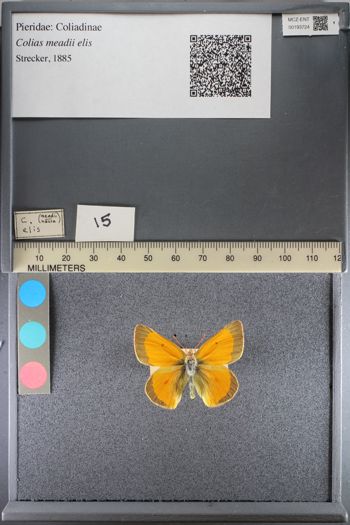 Media type: image;   Entomology 193724